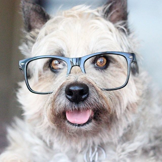 Chú chó dễ thương và dễ thương đeo kính