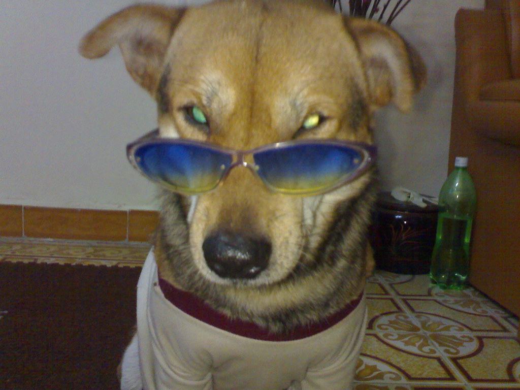 Hình ảnh chó đeo kính đẹp nhất