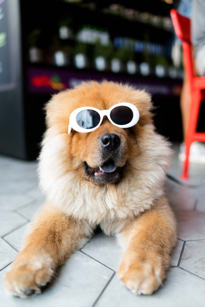 Hình ảnh đẹp về chú chó đeo kính
