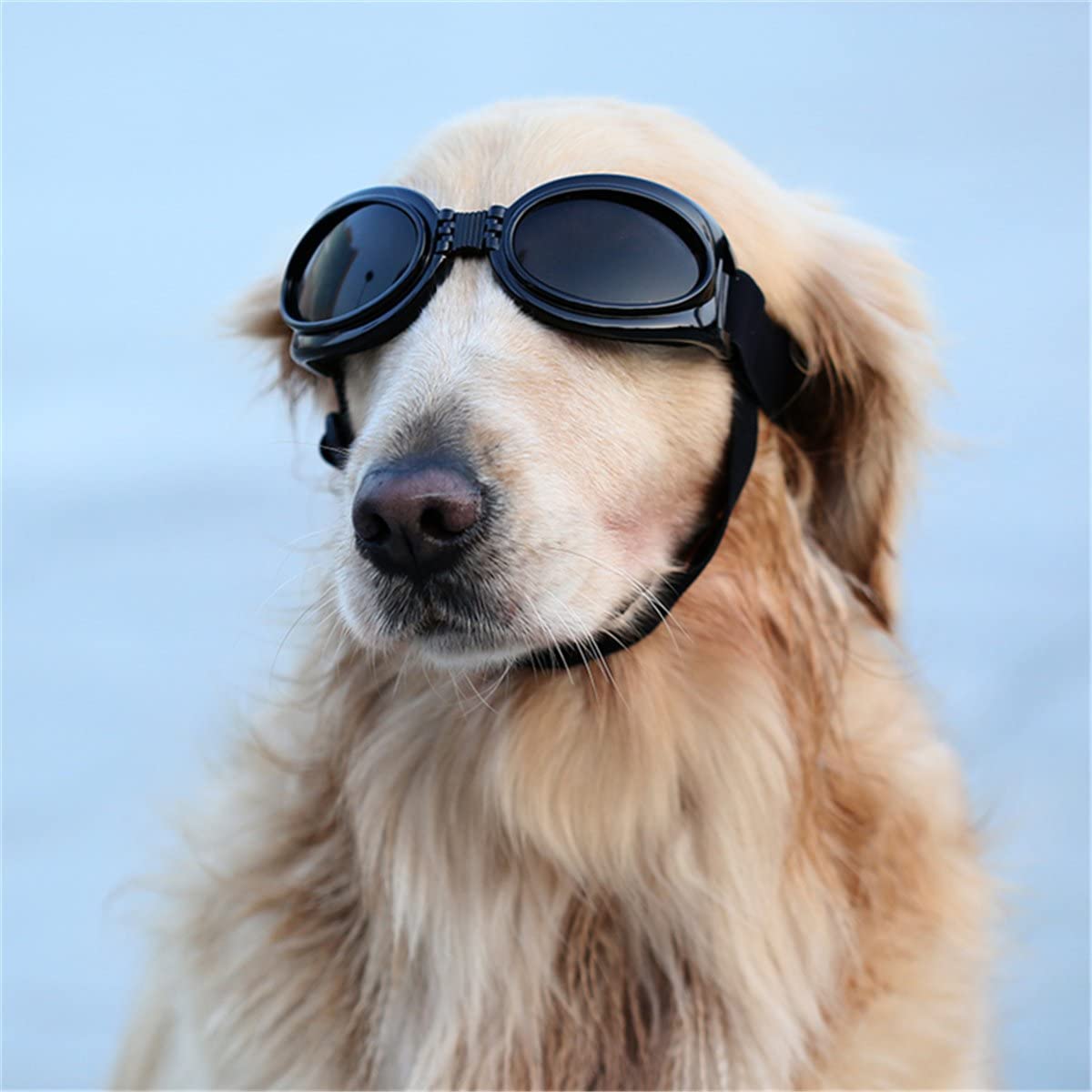 Hình ảnh chất lượng của một con chó đeo kính