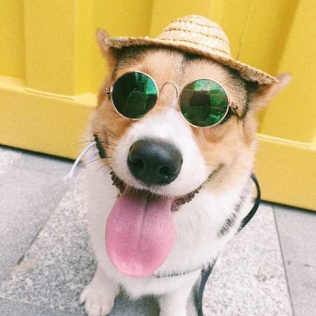 Chú chó đeo kính dễ thương và xinh đẹp