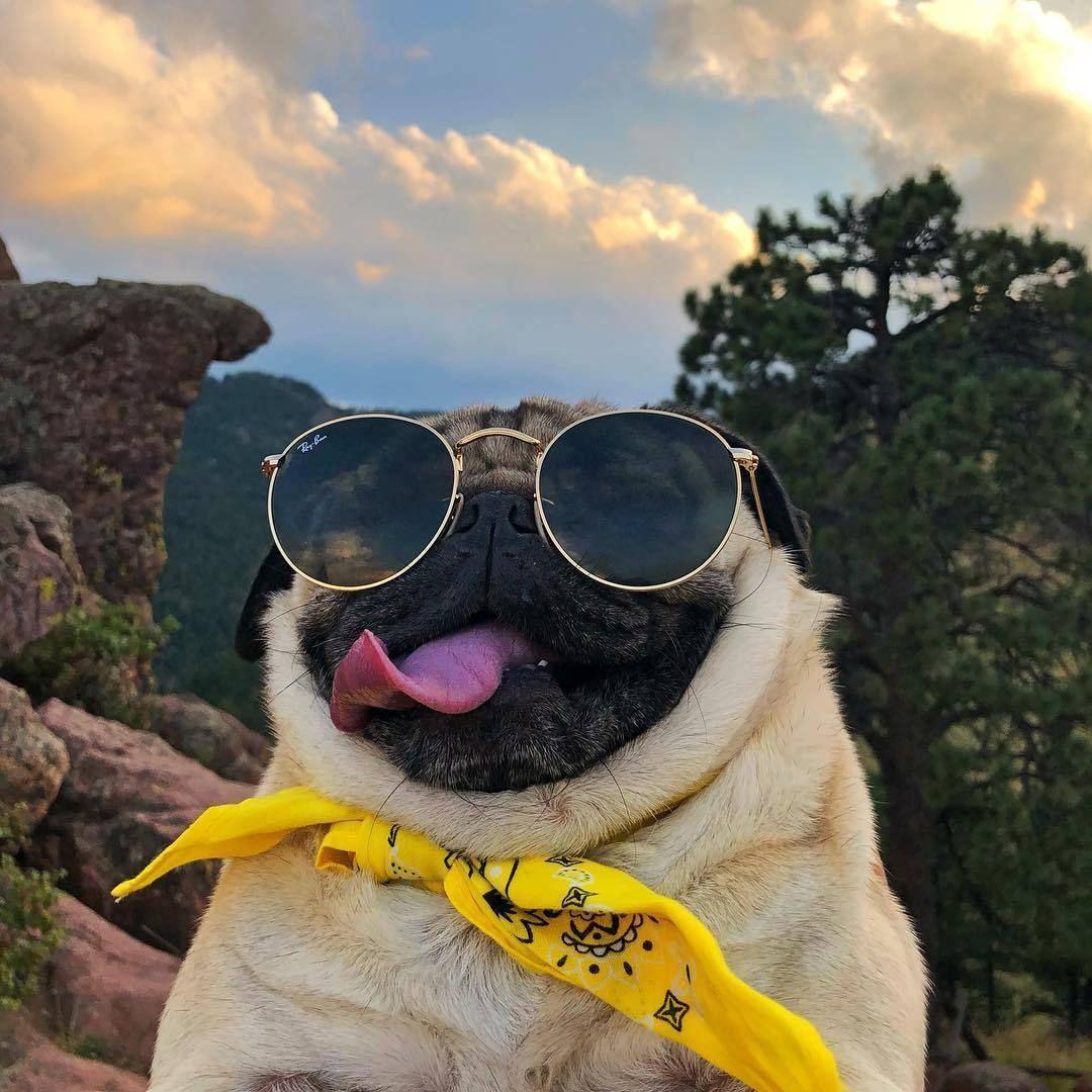 Hình ảnh hài hước nhất về chú chó đeo kính