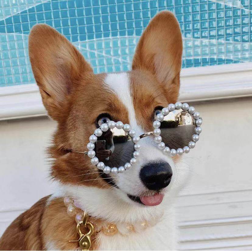 Chú chó sành điệu đeo kính