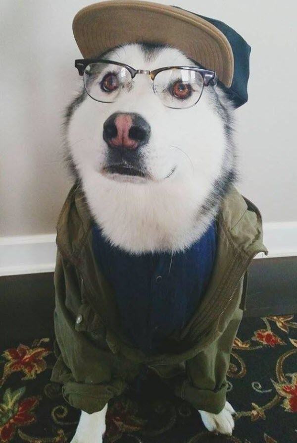 Ảnh về chú chó đeo kính và đội mũ