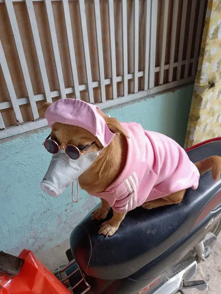 Chó đeo kính và khẩu trang chống dịch