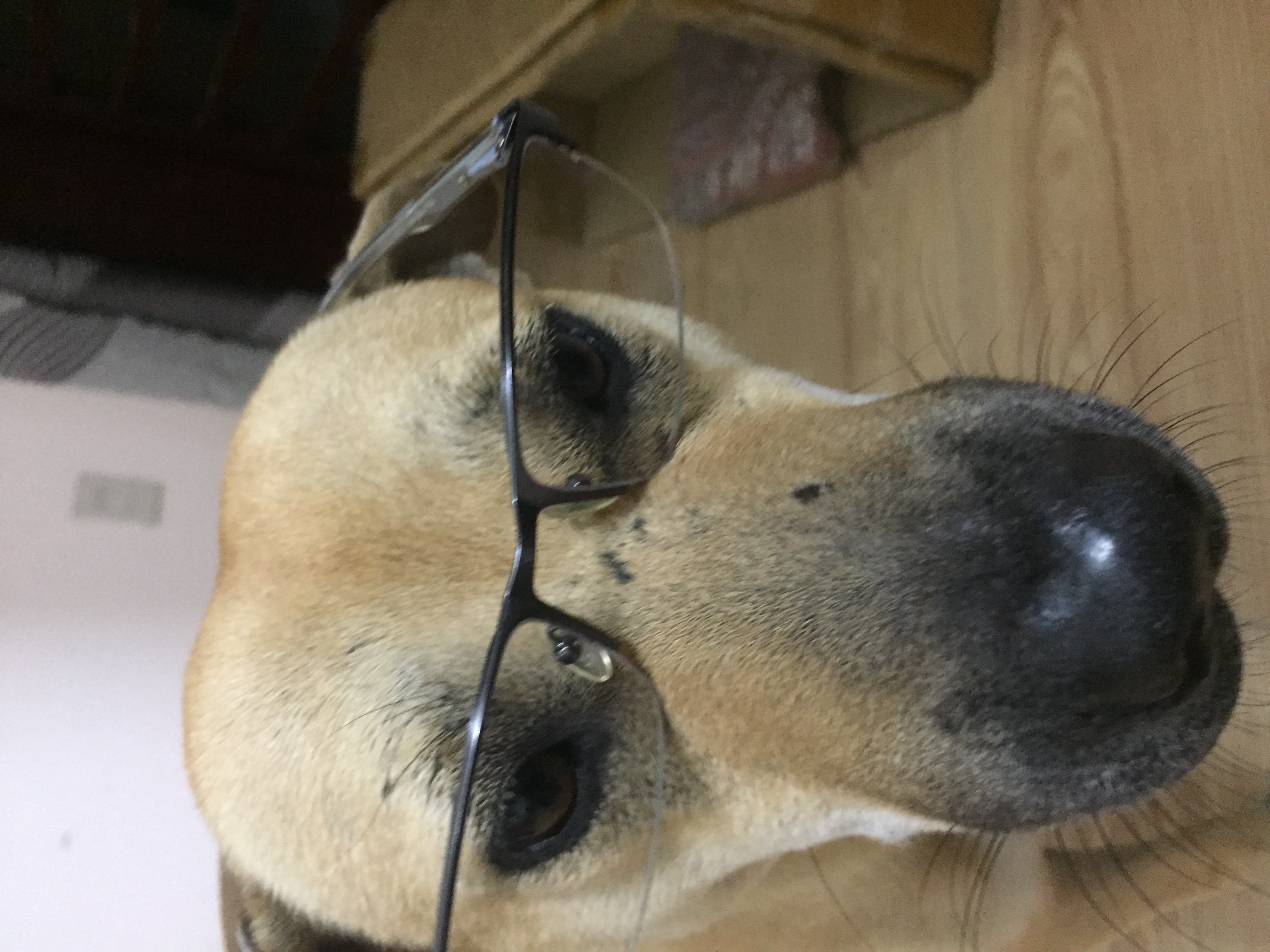 Ảnh về một con chó màu vàng đeo kính