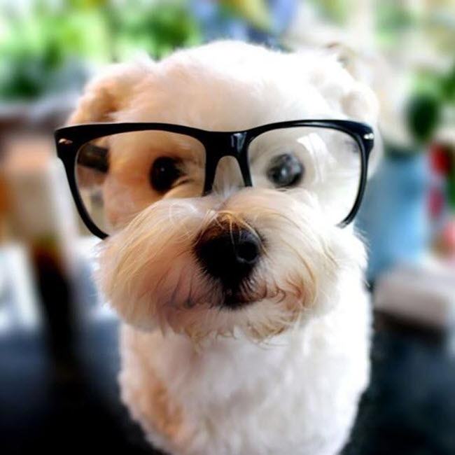 Chú chó đeo kính dễ thương