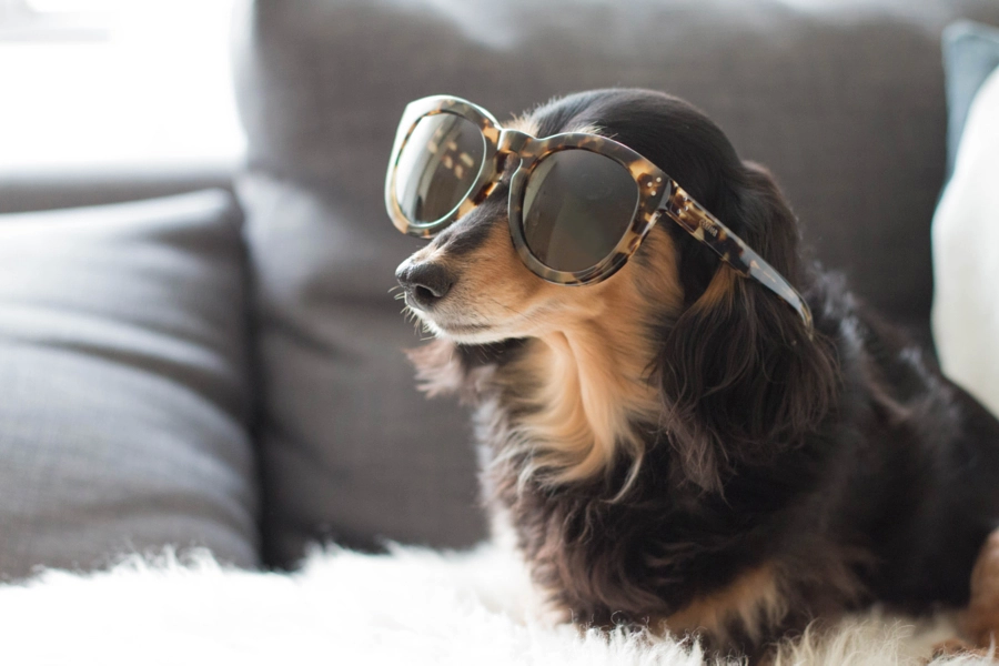 Hình ảnh chú chó đeo kính rất đẹp