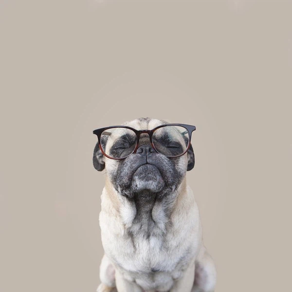 Hình ảnh chó đeo kính chất lượng