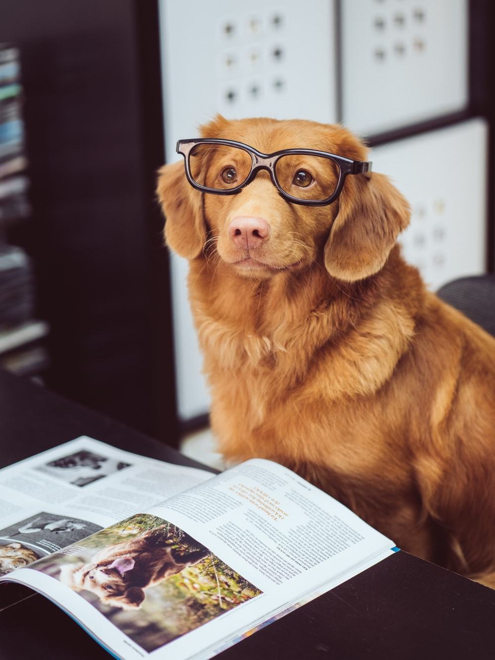 Hình ảnh chú chó đeo kính học tập