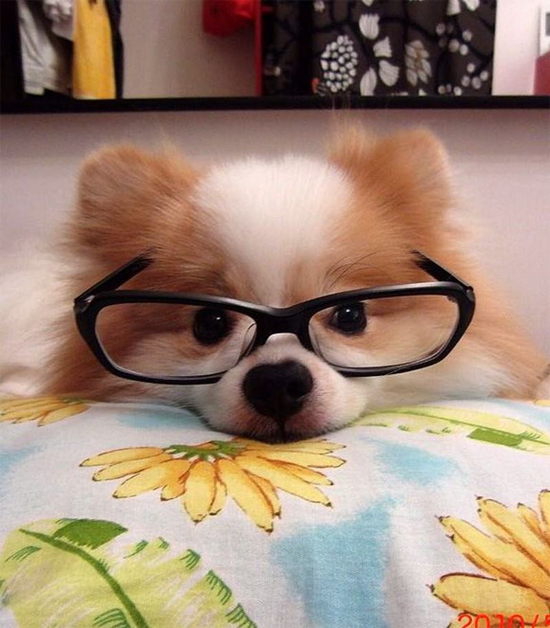 Hình ảnh đẹp về chó đeo kính