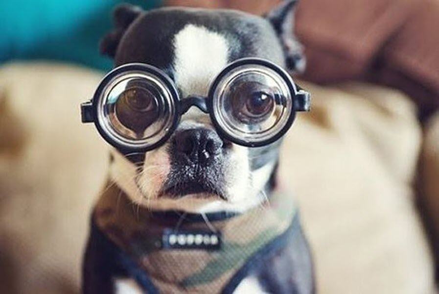 Hình ảnh đẹp về chú chó đeo kính