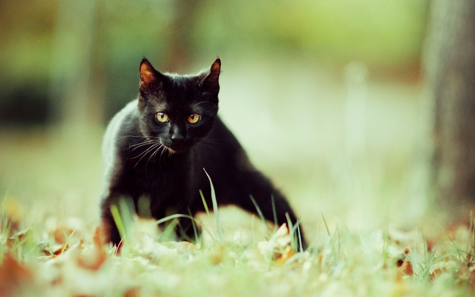 Hình ảnh đẹp về mèo đen