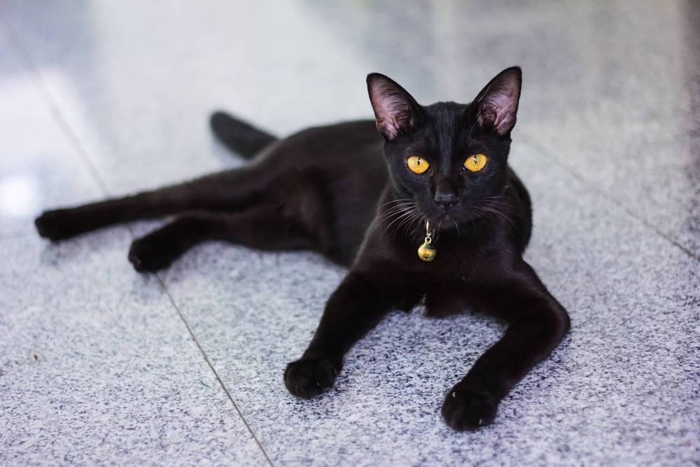 Ảnh mèo đen Bombay