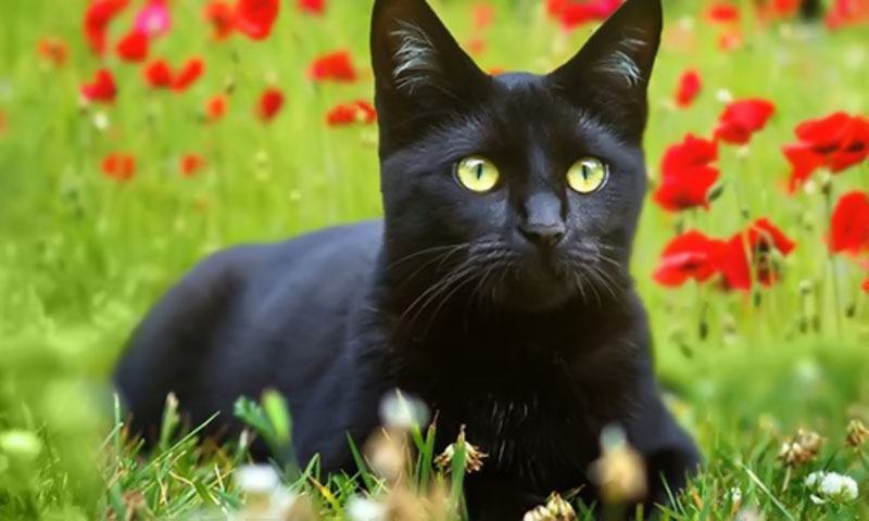 Hình ảnh mèo đen dễ thương nhất