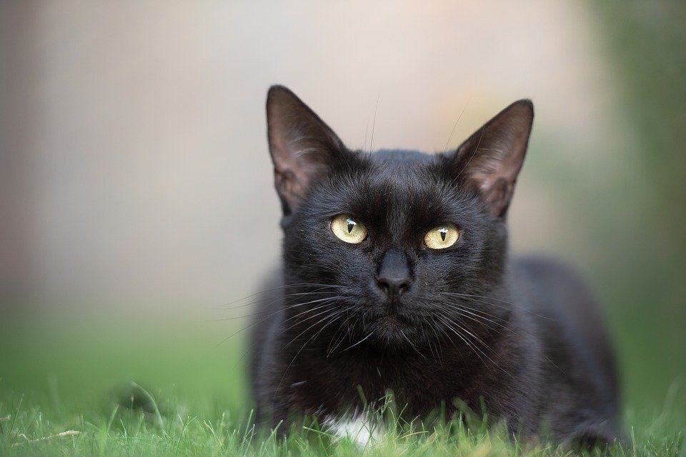 Hình ảnh mèo đen đẹp