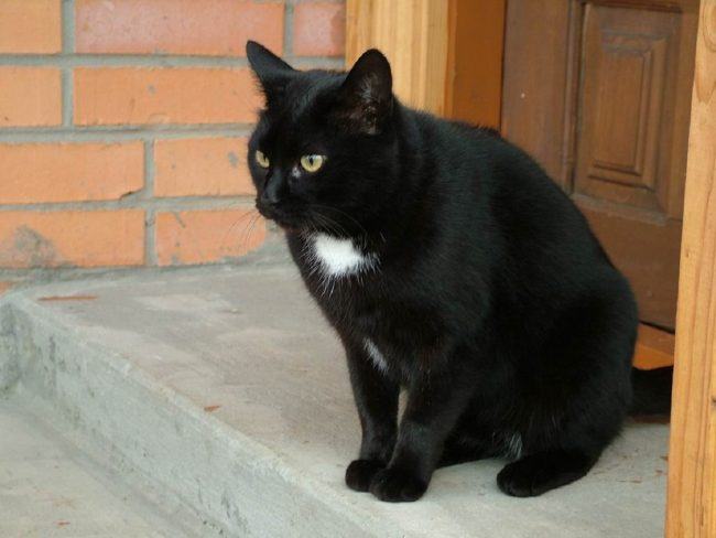 hình ảnh con mèo đen