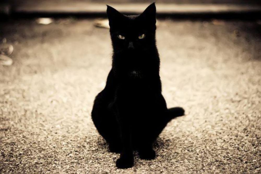Hình ảnh mèo đen đẹp nhất