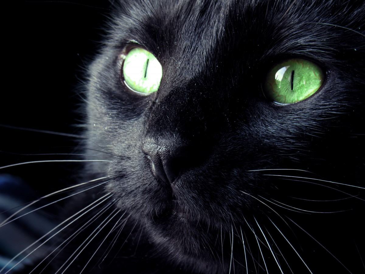 Ảnh mèo đen mắt xanh đẹp