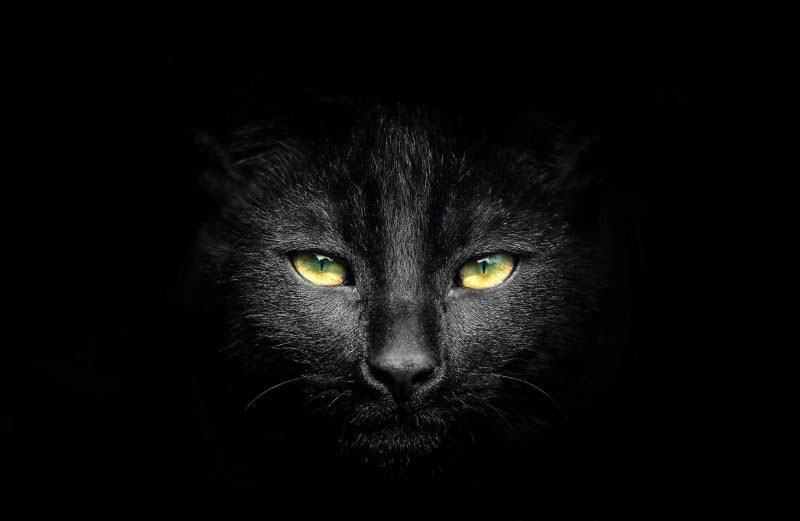 hình ảnh con mèo đen