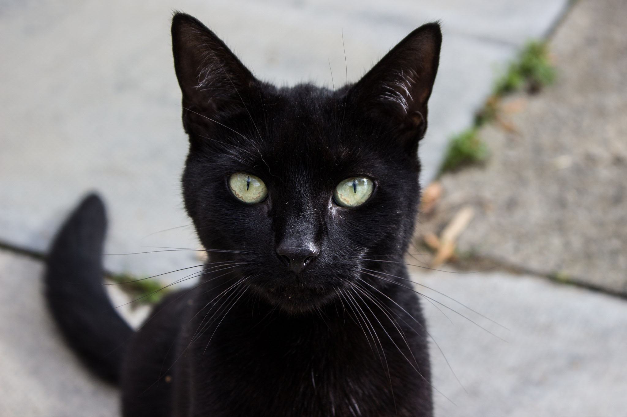 Hình ảnh mèo đen đẹp