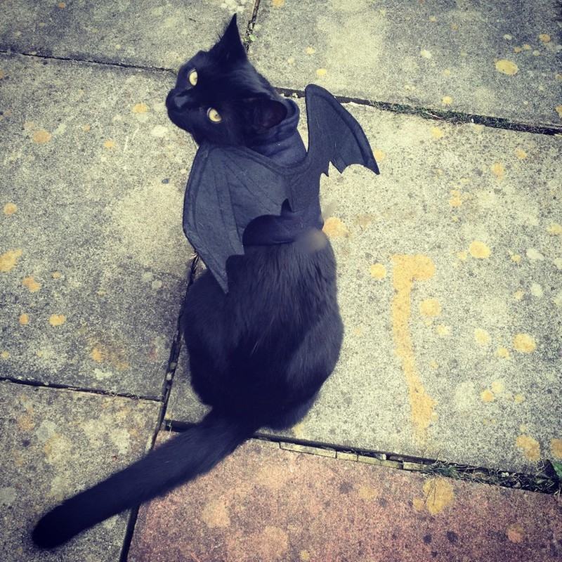 Ảnh mèo đen dễ thương