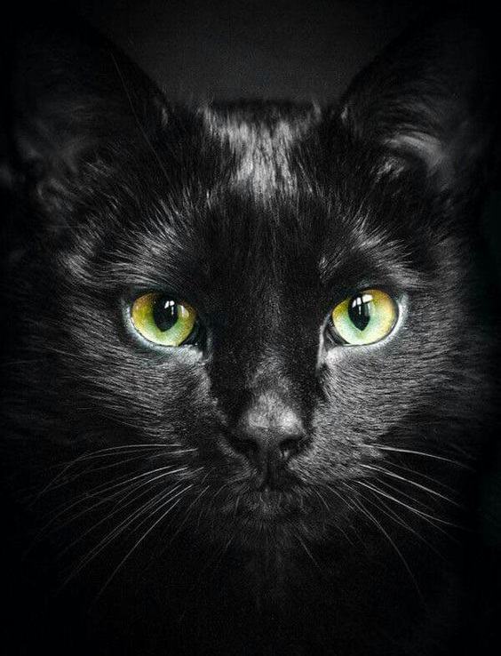 Hình ảnh mặt mèo đen