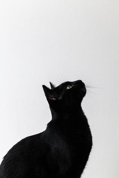 Hình ảnh con mèo đen