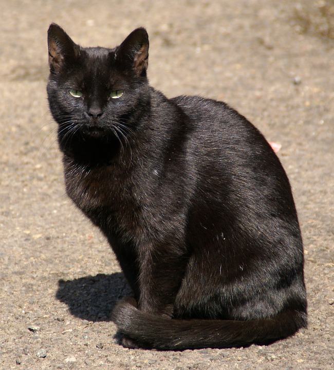 Ảnh mèo mun đen