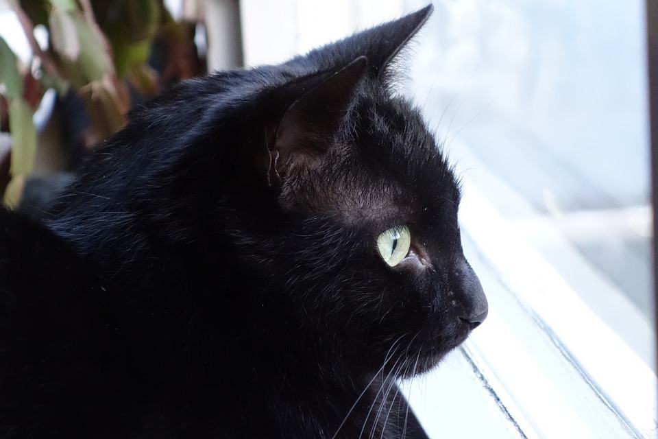 Hình ảnh con mèo đen
