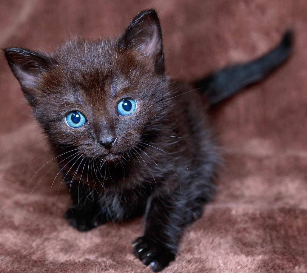 Hình ảnh mèo con màu đen