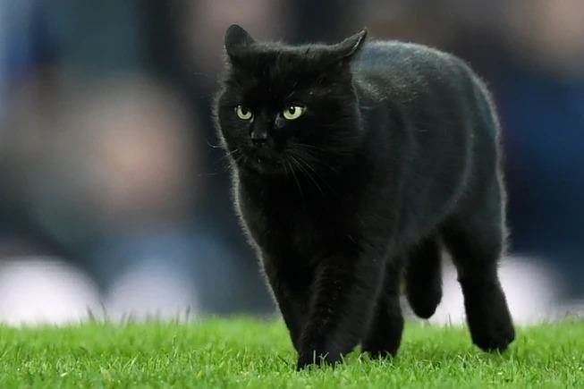 Hình ảnh mèo Anh đen