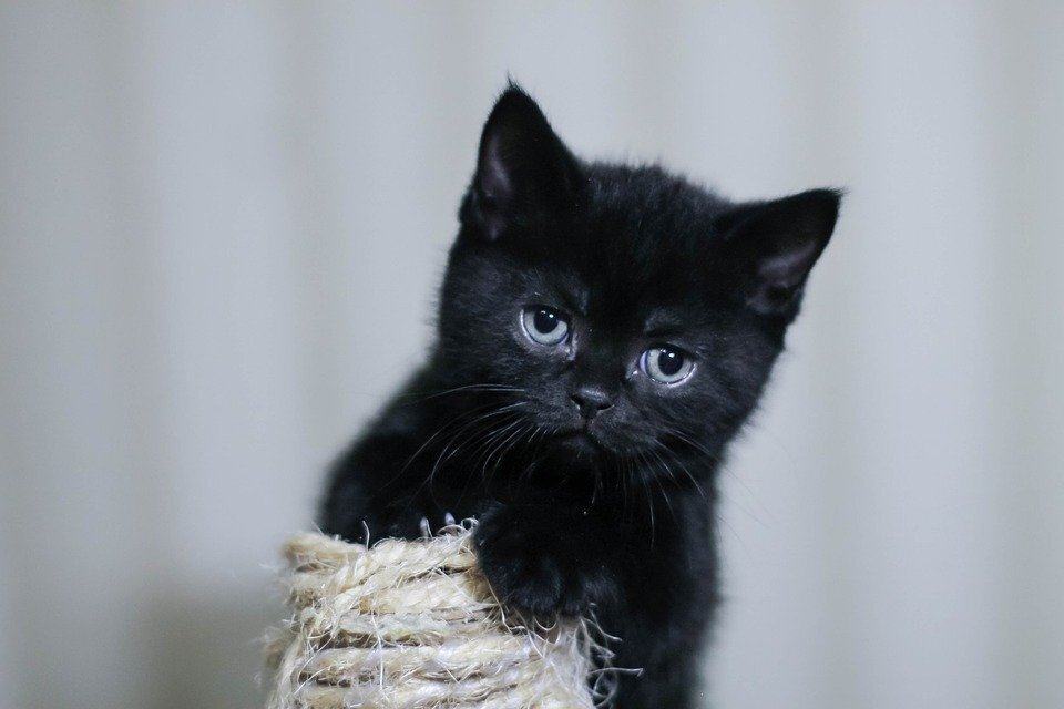 Hình ảnh mèo con màu đen dễ thương