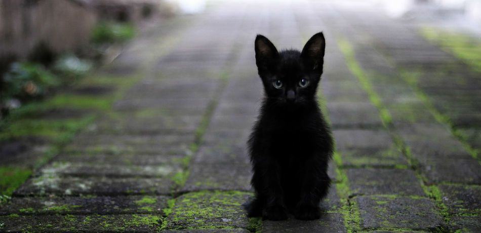 Hình ảnh mèo đen huyền bí