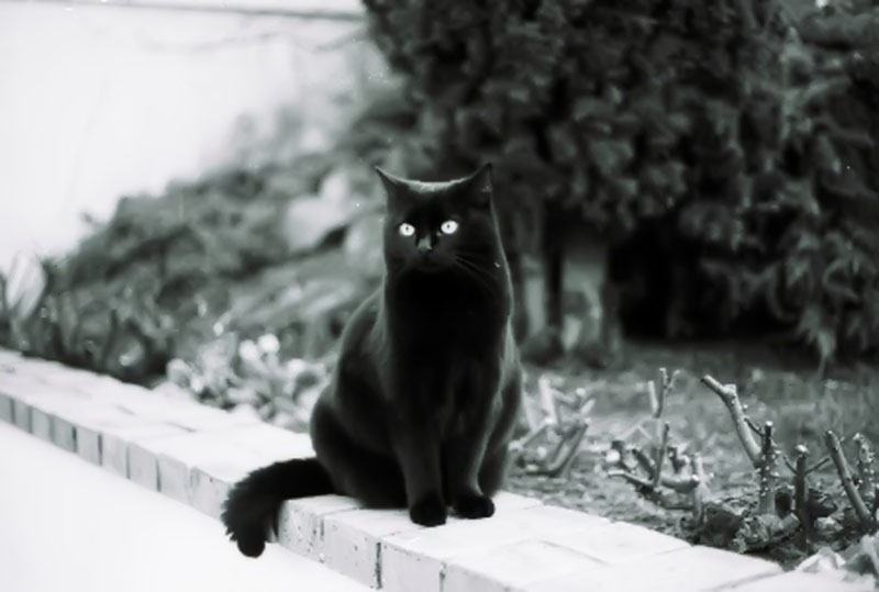 Hình ảnh mèo đen Anh lông ngắn