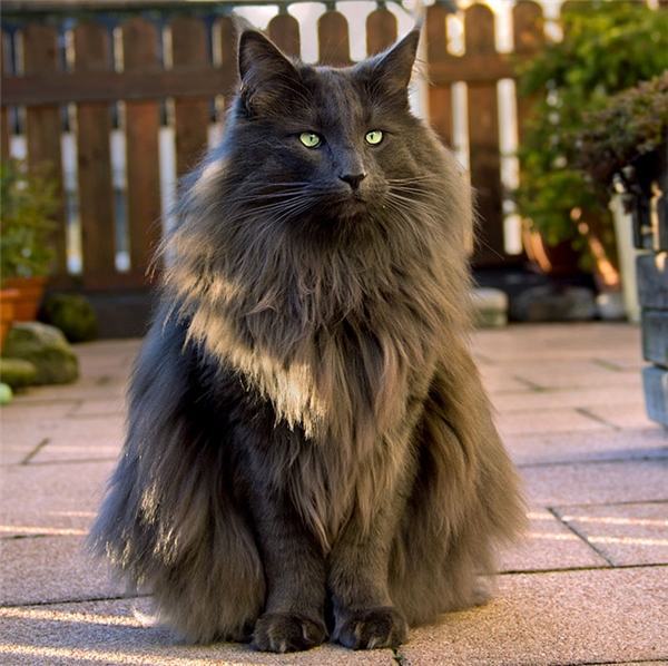 Hình ảnh mèo đen lông dài