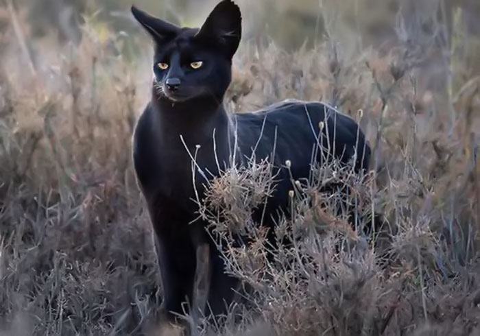 Hình ảnh mèo đen hoang dã