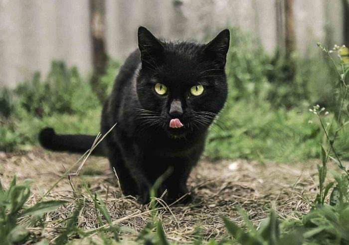 Hình ảnh mèo đen dễ thương