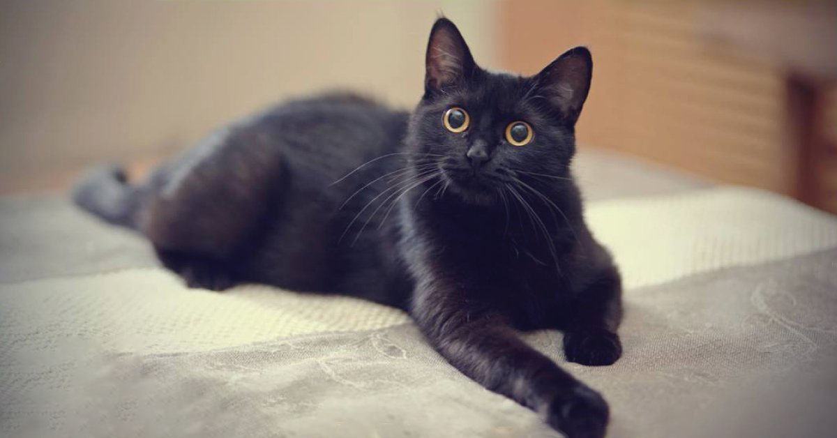 Hình ảnh con mèo đen nhìn lên