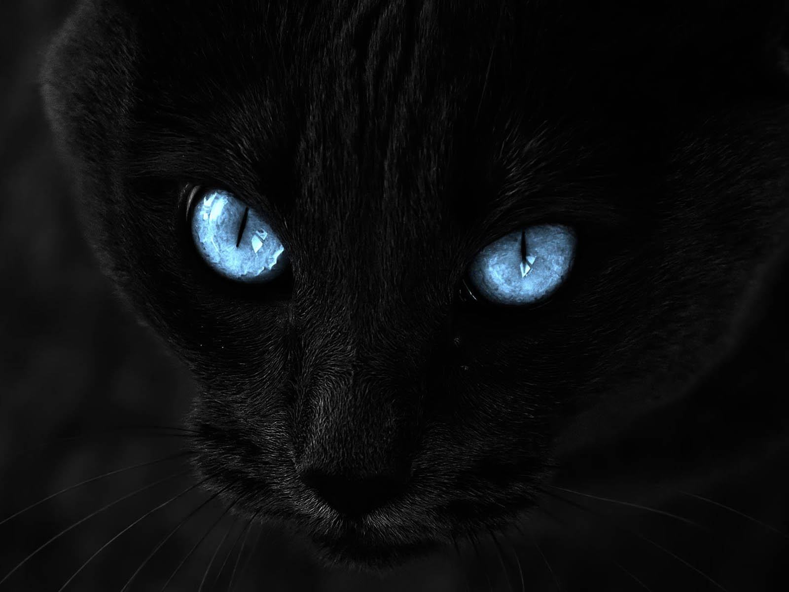 Con mèo đen với đôi mắt xanh