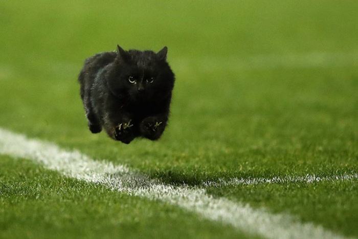 Hình ảnh con mèo đen trên cánh đồng