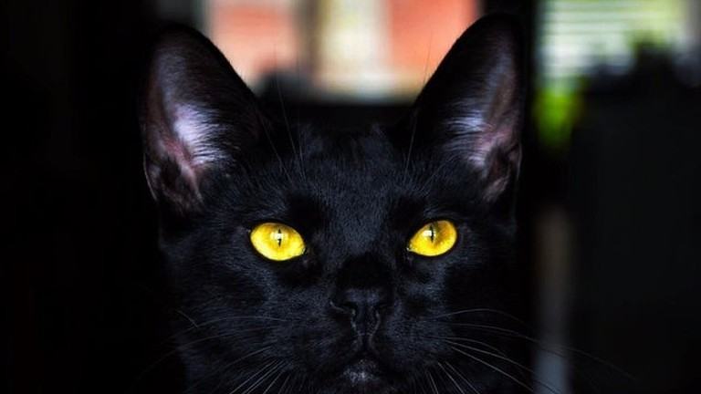 Hình ảnh con mèo đen mắt vàng