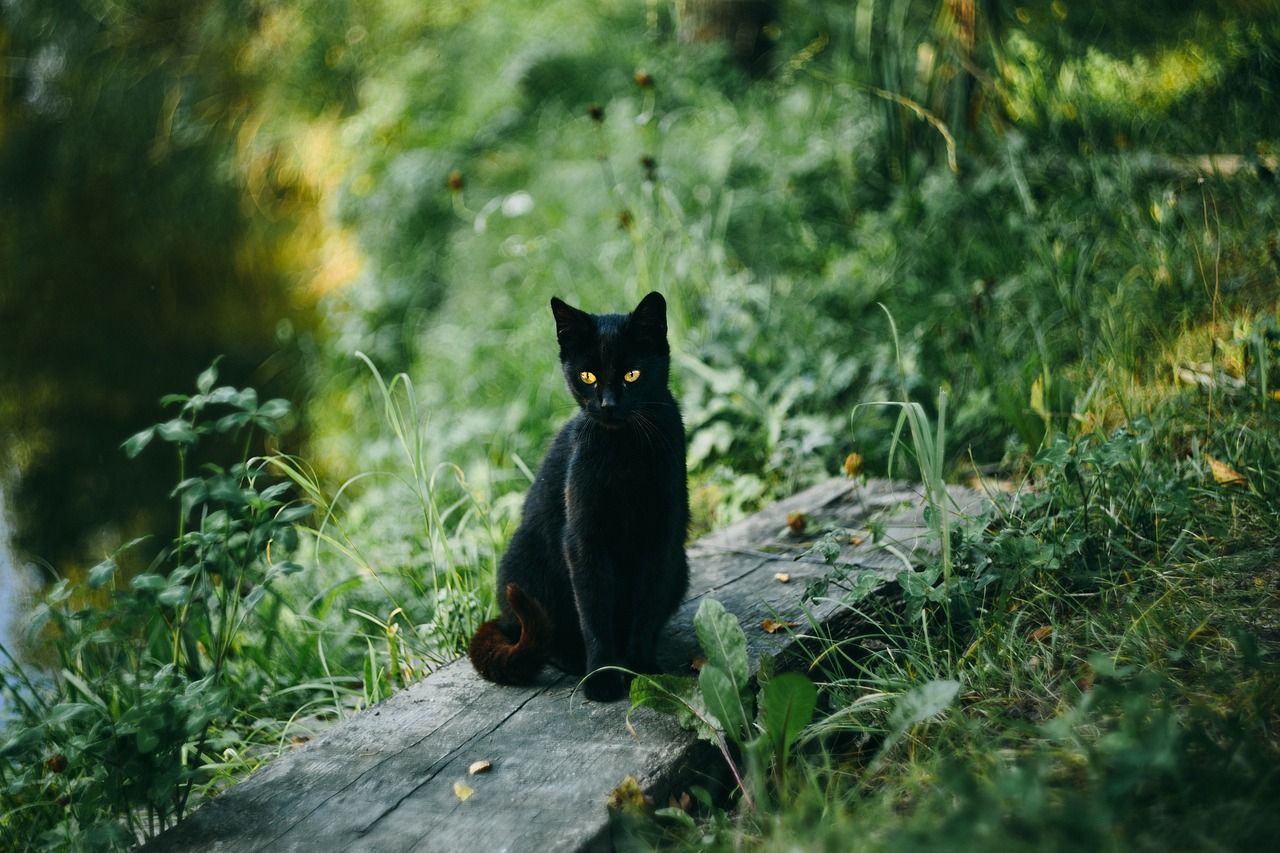 con mèo đen trong rừng