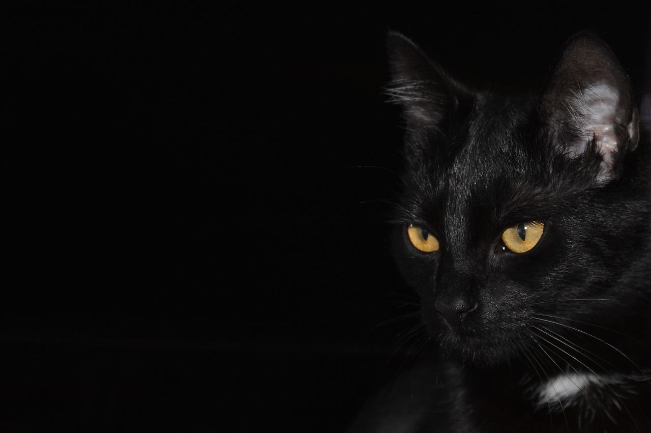 Hình nền con mèo đen