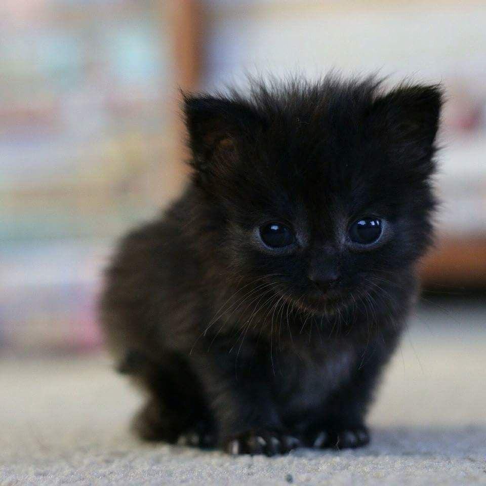 Hình ảnh mèo mắt đen