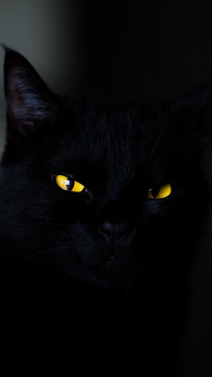 Hình nền điện thoại mèo đen