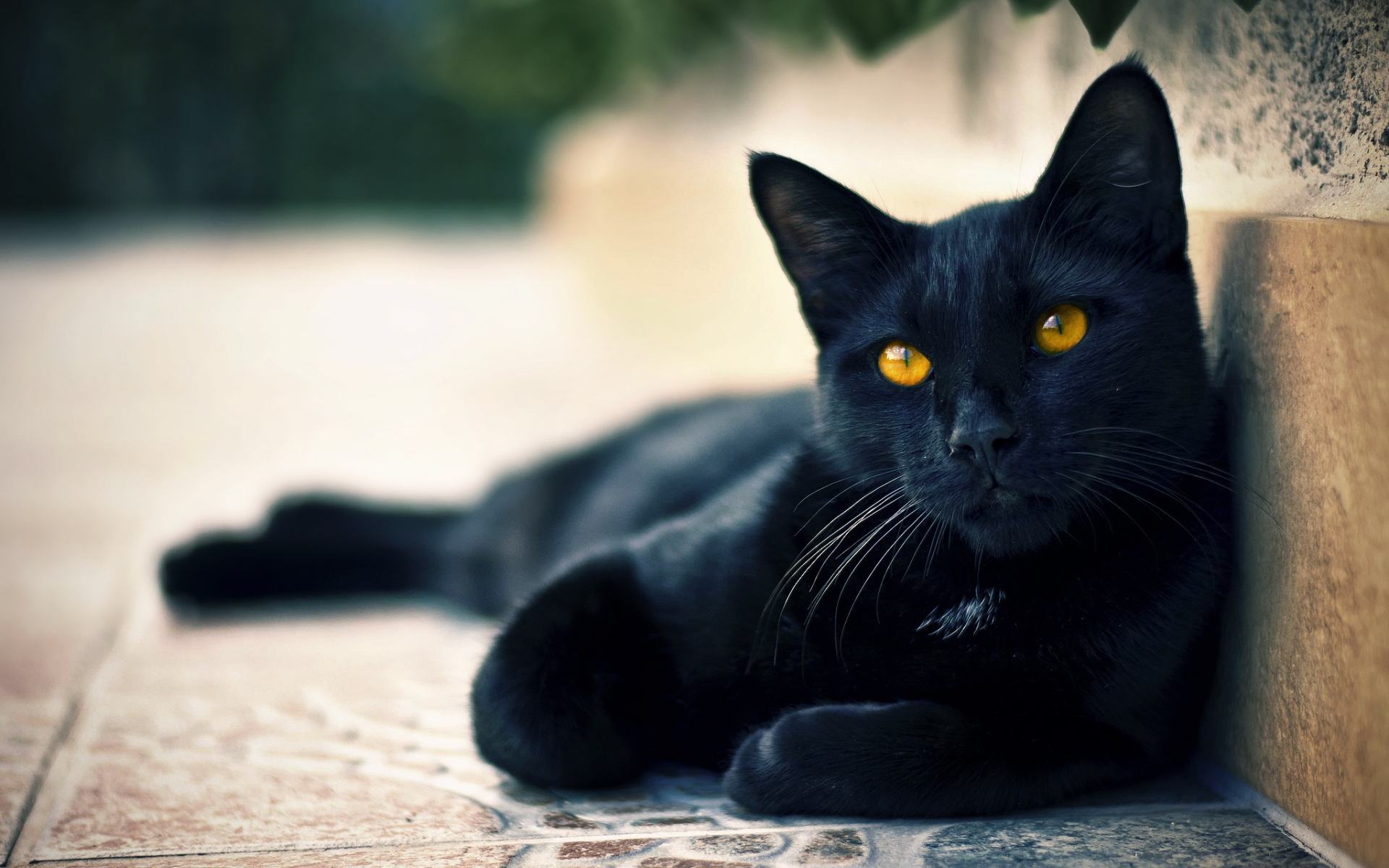 Hình nền mèo đen đẹp