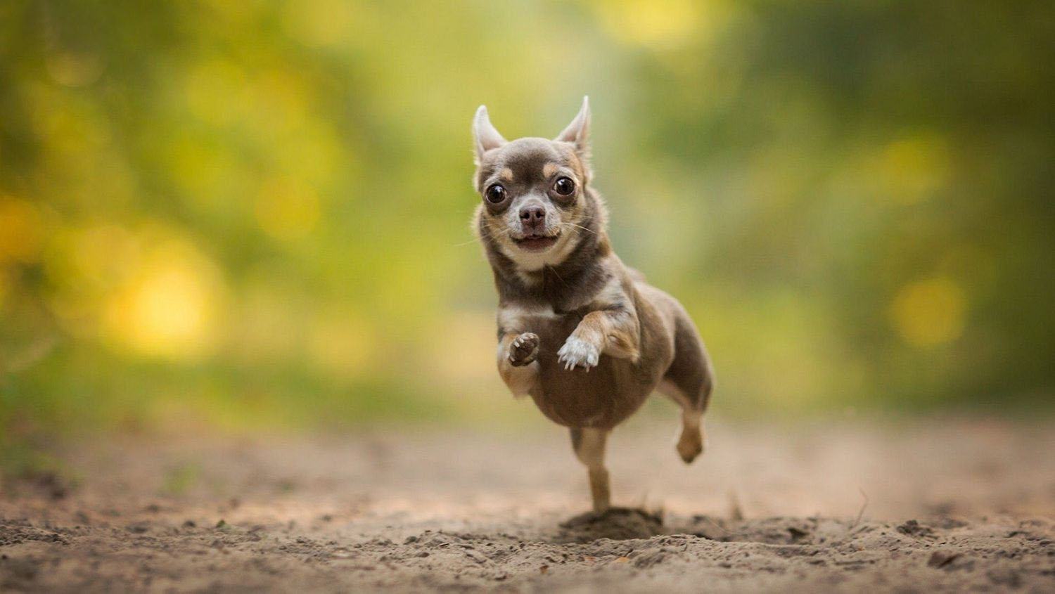Chó Chihuahua chạy nhảy