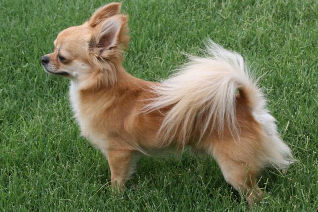Hình ảnh chó chihuahua lông vàng lông dài
