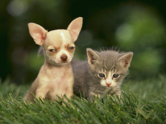 Hình ảnh chó Chihuahua và mèo con